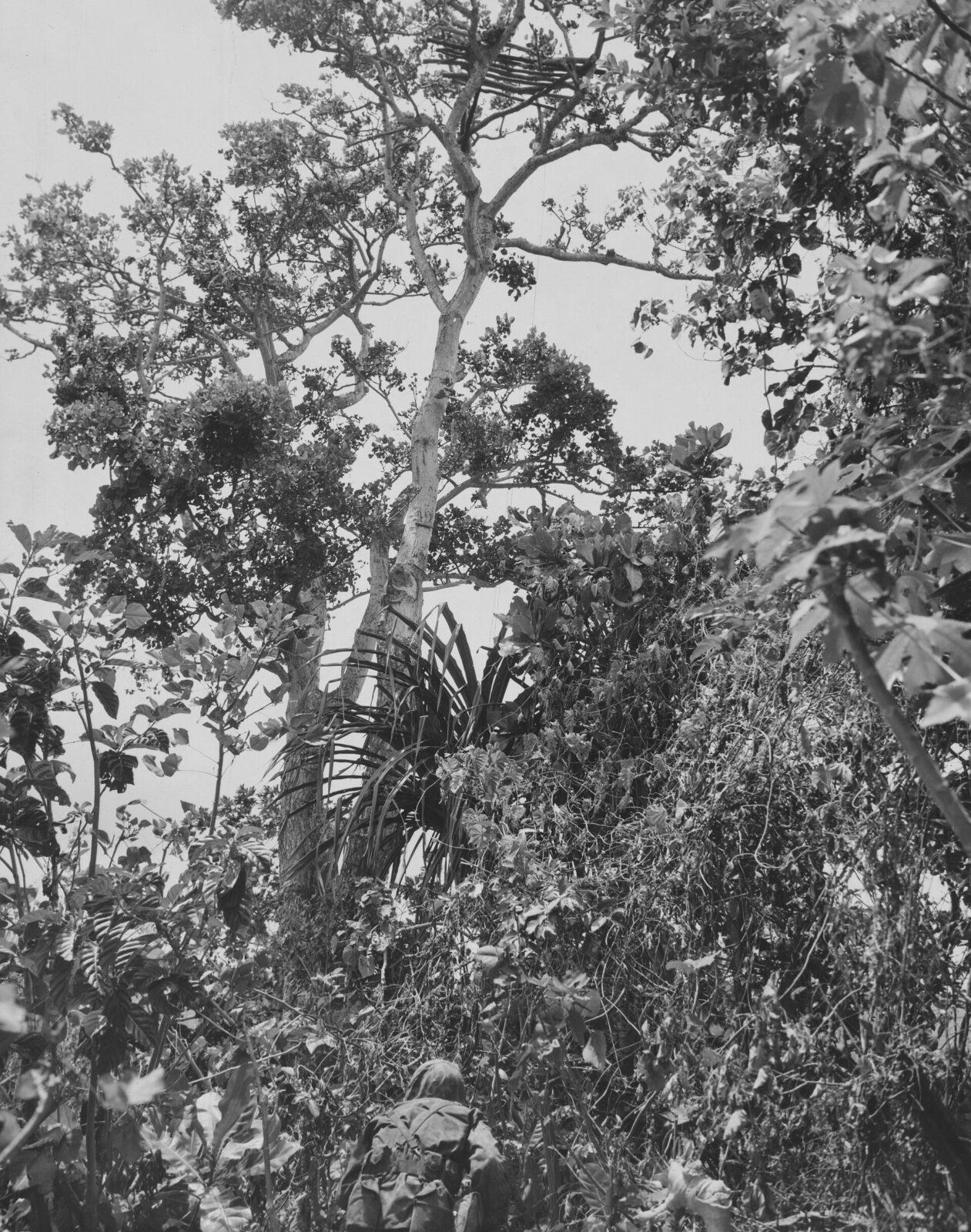 A marine crouching low among dense jungle vegetation on Saipan in 1944, photographed from behind at the lower edge of the frame, with the pattern of his uniform not distinguishable.